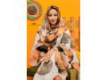 lafaye-original-small-4