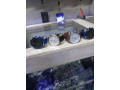 montre-marque-daniel-wellintong-small-4