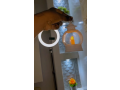 une-lanterne-feerique-decors-lendroit-pendant-le-ramadan-small-0